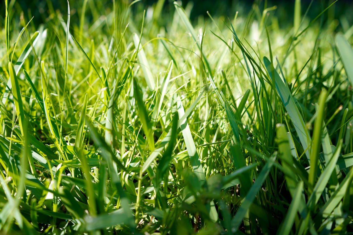 Close up macro view of St. Augustine Grass
