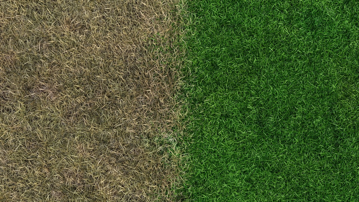 Before and after lawn transformation showing the dramatic difference our service makes