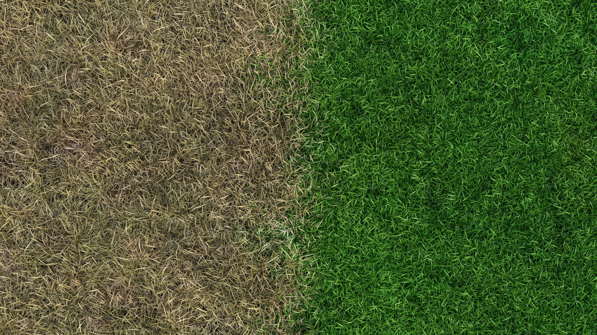 Professional lawn care in Poinciana and Hunters Creek Florida