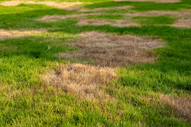 Dry and Dead Grass Patch in Lawn - before treatment