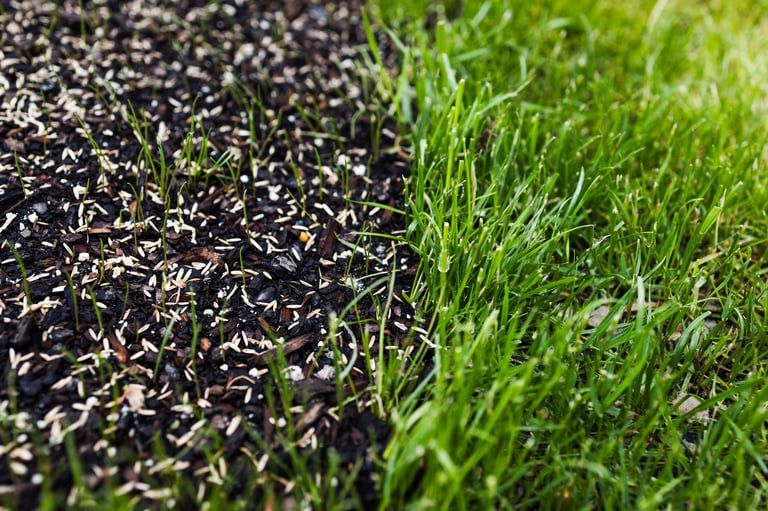 grass seeds on wet soil next to a patch of perfectly maintained green lawn, before and after lawn transformation