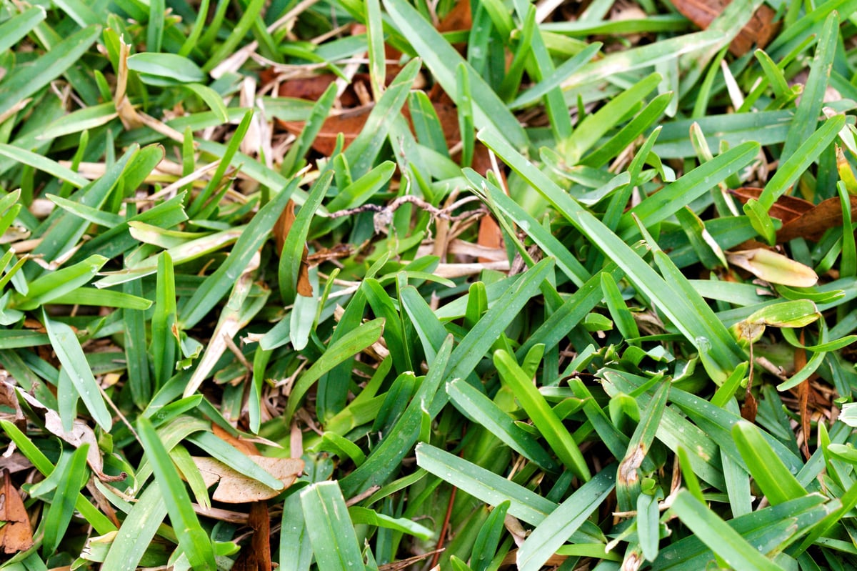 Close-up of green grass blades with brown soil